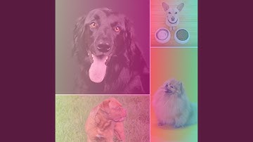 Carefree Backdrops for Super Friendly Doggo