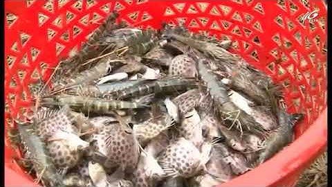 Nuôi ghép thành công tôm sú và cá nâu[0918.777.146 TÔM GIỐNG SÓC TRĂNG CP GOAL]