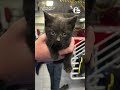 Kitten rescued after being found hiding under car frame