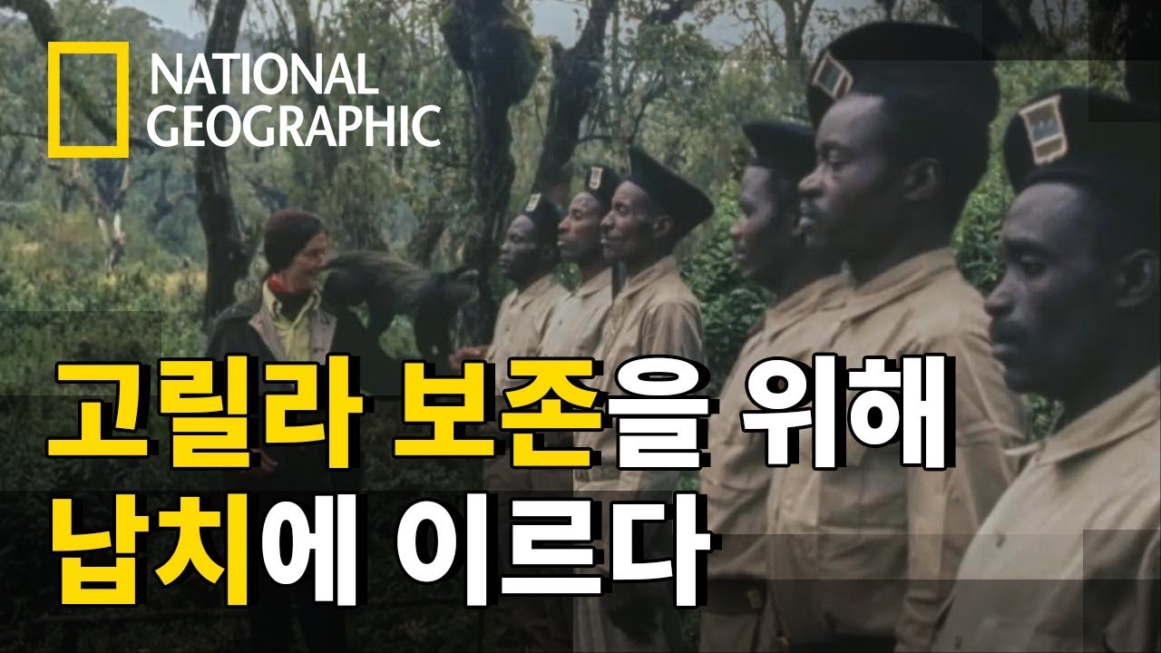 르완다 현지인들과 다이앤 포시의 충돌