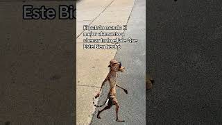 #tutorial #humor #memes #comedia #comentaycomparte #mono #monkey #fypシ #automobile #dúo #reels