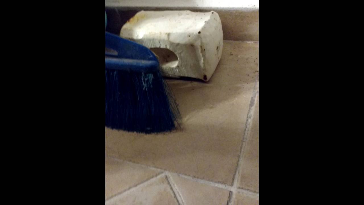 European green toad found again after 3yrs!!!