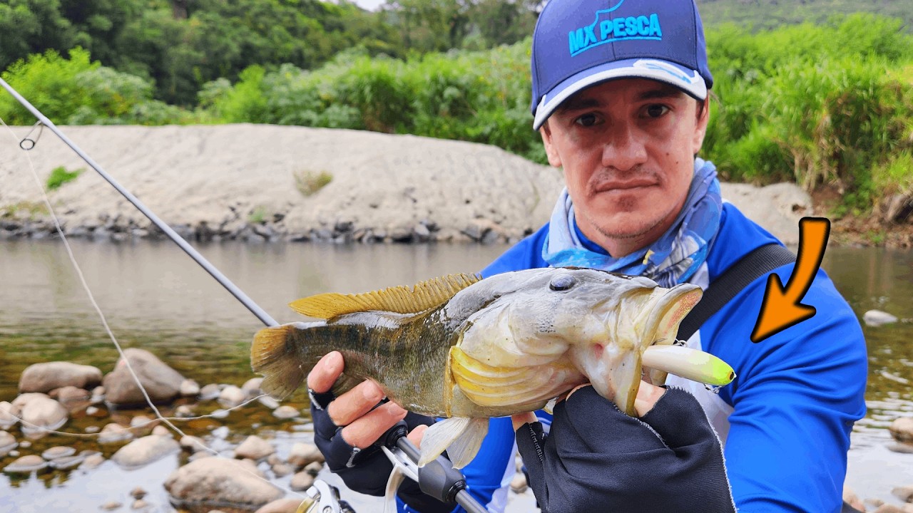 Ataques na Superfície! A isca ZARINHA levantou as maiores na pescaria Ultra Light.