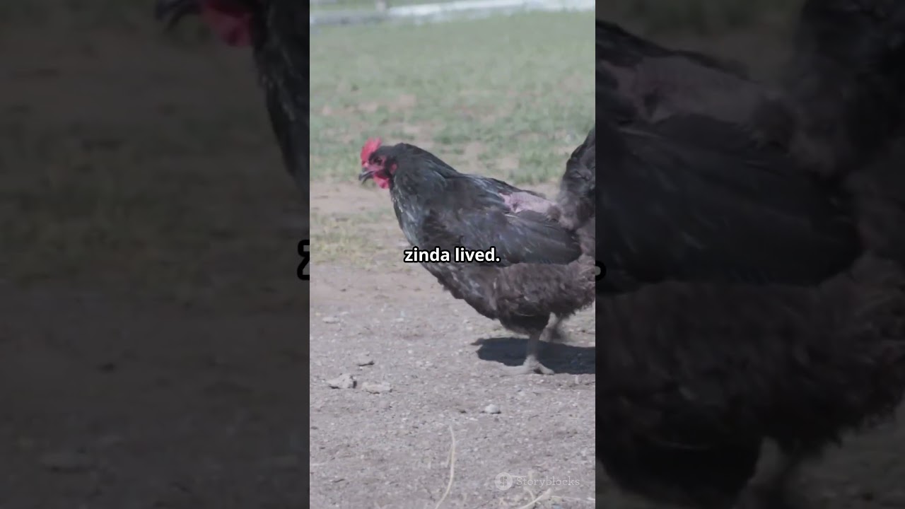 "Mike the Headless Chicken: The Incredible Story of the Cock That Lived Without a Head"