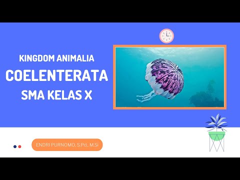 Video: Bagaimana tentaculata berkembang biak?