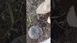 Bir Rüya Bitiyor Her Şey Sona Eriyor🐢😢