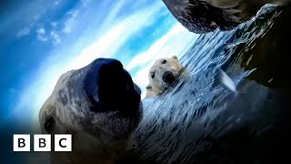 Rare footage shows life through the eyes of polar bears | BBC Global