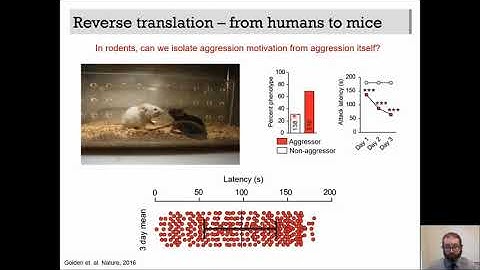 Learning to aggress: from complex social behavior to whole brain light sheet microscopy