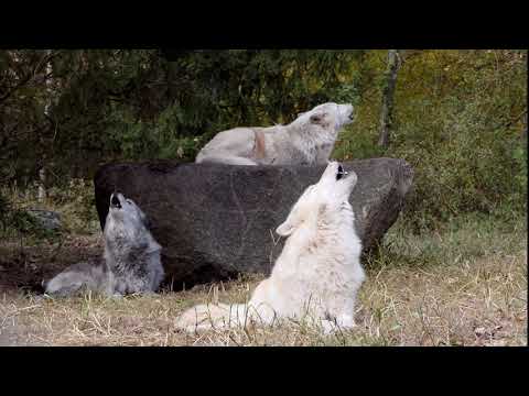 Fifty Wolves Howling