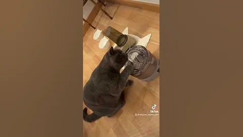 Video 2202751: british funny kittens, animals british, lovely british