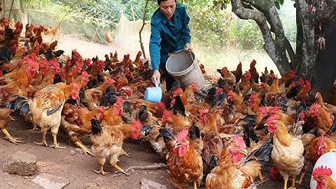 Hiệu quả từ chuyển đổi cơ cấu cây trồng, vật nuôi