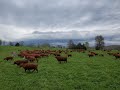 Greg discusses fall stockpiling techniques for your farm.