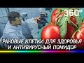 Когда учёные изобретут лекарство от рака, и чем полезны ГМО овощи? Эксперименты в Пущине