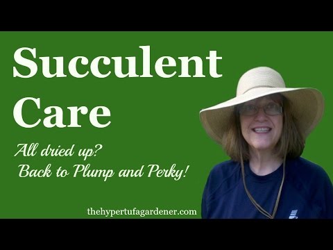 Succulent Care
