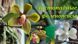 Листопадные фаленопсисы. Phal.wilsonii,Phal.stobartiana,Phal.lowii.