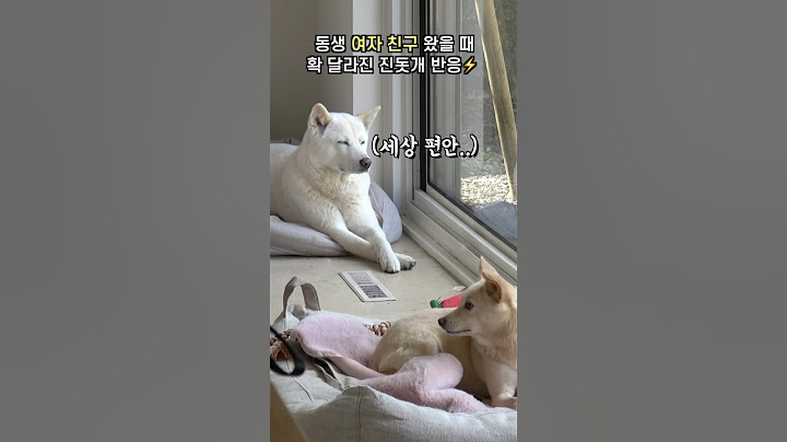 봉글이가 여자 친구 데리고 오자 180도 달라진 진돗개 봉순이 ㅋㅋ