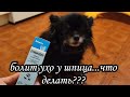 Лечим ушко / Приводим в порядок лапки🐾