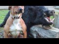 R.I.P Zuke , final video tribute R.I.P Zuke , final video tribute