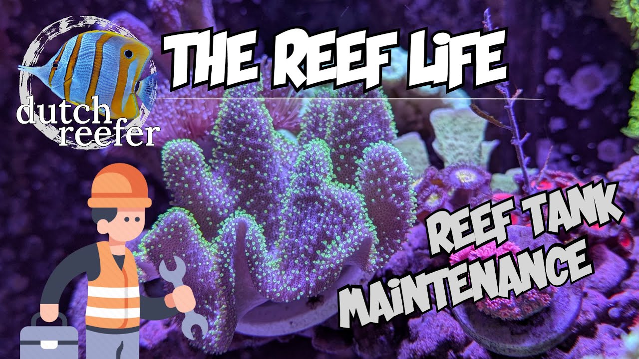 THE REEF LIFE | Reef Tank MAINTENANCE 🛠️ - YouTube - Reef Tank Maintenance Tracking App Review