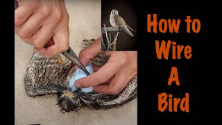 Kestrel Taxidermy. Voice over on how to wire. Falcon Taxidermy.