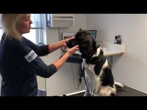 Video: 5 tips til børstning af din hunds tænder