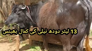 محمد آصف بھٹی وہاڑی 2 پیور نیلی کی بھینسیں دستیاب یکم مئی 2024 village farming info official