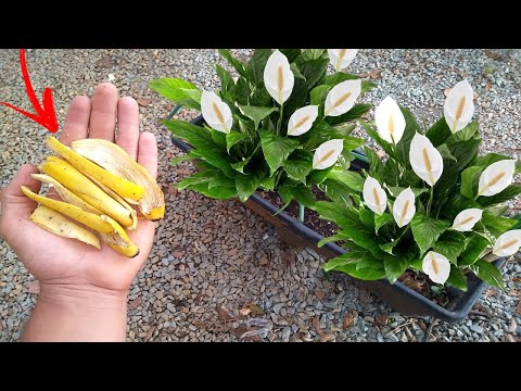 Vídeo: Como Uma Banana Floresce