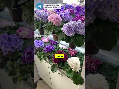 Как правильно поливать