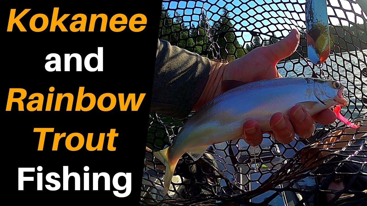 Kokanee and Rainbow Trout Fishing YouTube