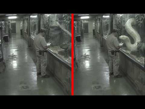 Disturbing Things Caught on Camera Inside Zoos
