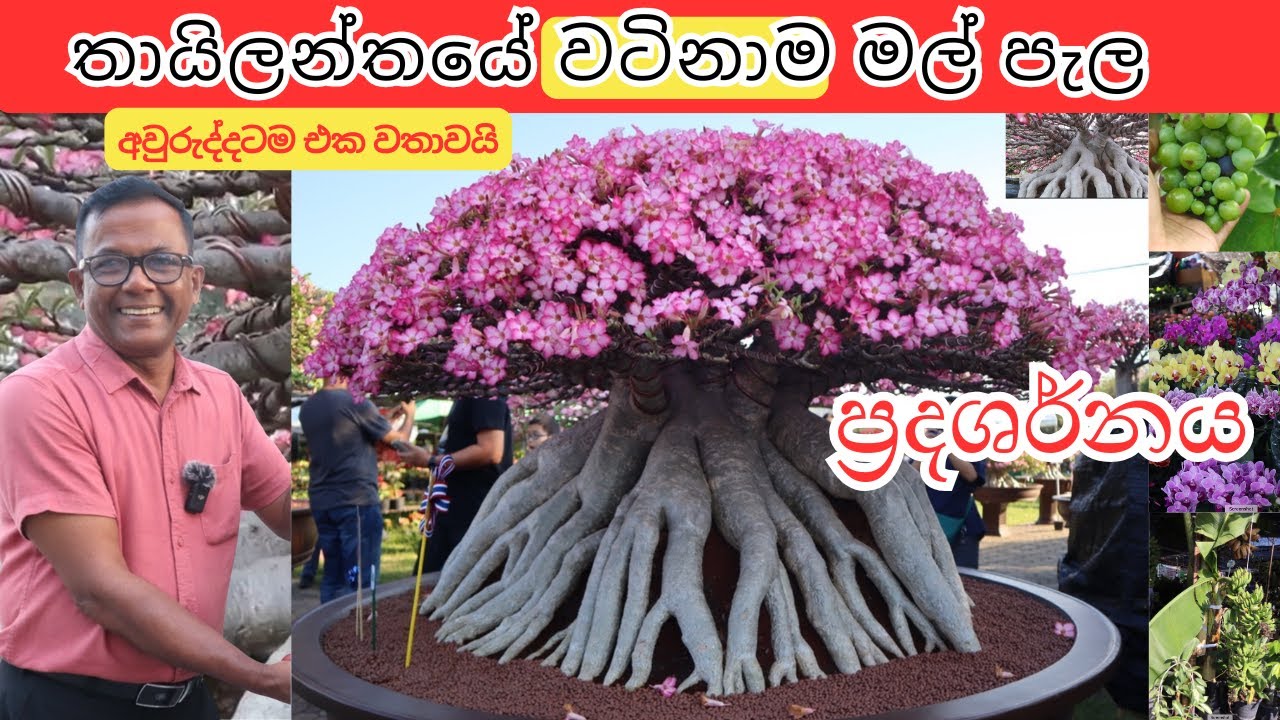 අවුරුද්දටම එක් වතාවක්, තායිලන්තෙ ලොකුම මල් ප්‍රදර්ශනය |Thailand Flower Exhibition| Epi.453