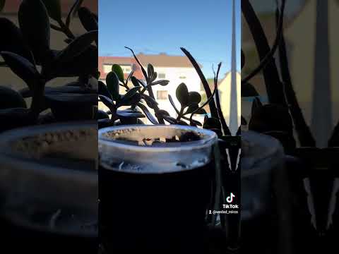 يسعد أوقاتكم جميعا مع وردة الجزائرية كل غنوة أجمل حالات واتس قصيرة