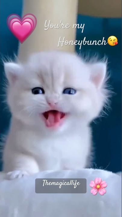 You’re my honeybunch💗😘 cute kitty🐱❤️#shorts #cutecat #meowing #funnyshorts #enjoy #themagicallife
