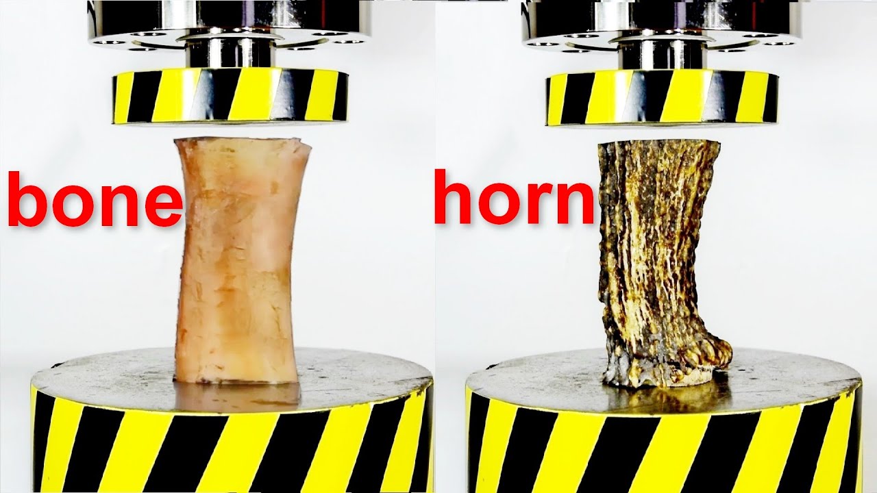 HYDRAULIC PRESS VS BONE AND HORN  WHICH ONE IS STRONGER