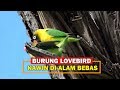 Burung Lovebird Kawin Di Alam Bebas