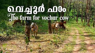 The farm for Vechur cow | വെച്ചൂര്‍ ഫാം