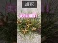 黒松の花 満開!爆裂! #bonsai #盆栽 #黒松 #blackpine