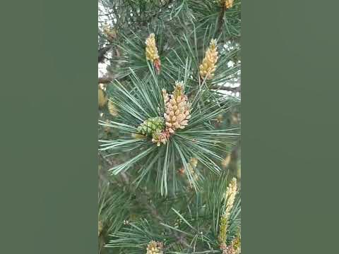 Как цветёт сосна. Молодые шишки и цветы сосны - YouTube