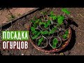 СПЕЦВЫПУСК 🥒 Посадка огурцов в траву, с секретом  / Садовый гид