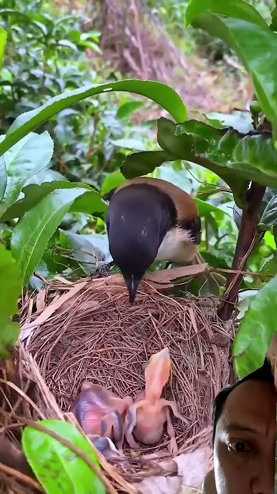 burung pentet sadis #birds #nest #wildlife #animals #nature #sarangburung #trending #burung ##pentet