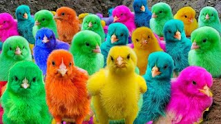 World Cute Chickens, Colorful Chickens, Rainbows Chickens, Cute Ducks, Cat, Rabbits,Cute Animals 🐤🪿🐠