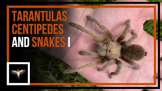 Looking for Tarantulas, Snakes, and Centipedes in California ( Part I )