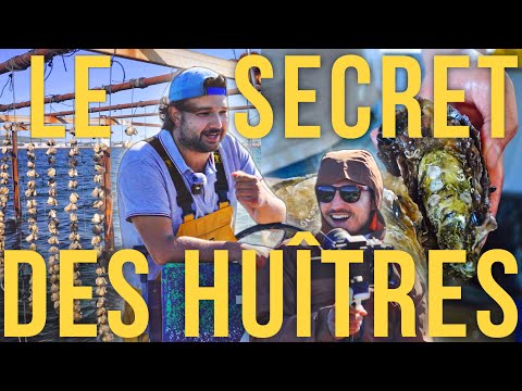 Les huîtres, c'est écolo ?