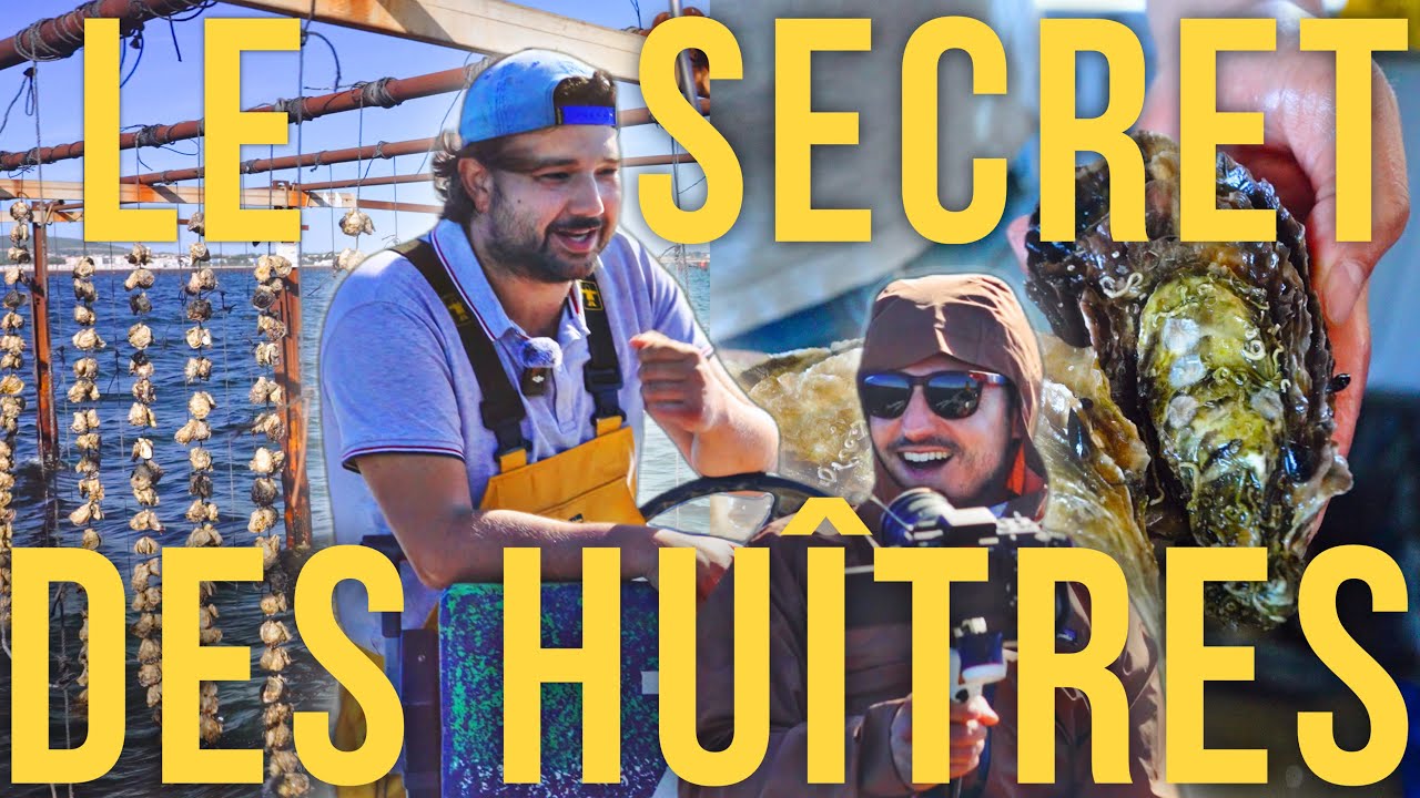 Les huîtres, c'est écolo ?