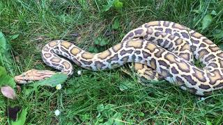 Caramel Burm Net Worth