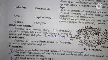 spongilla classification, habitat and comments zoology practical bsc1 best handwritten study notes