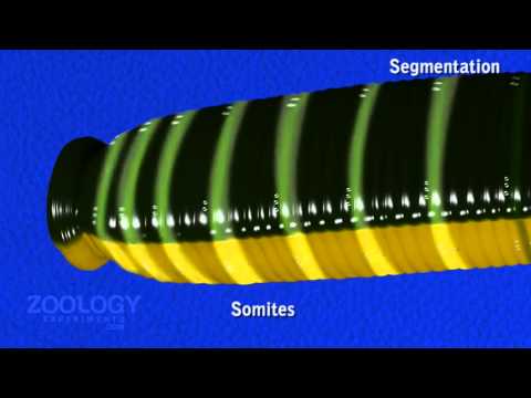 Leech: external characters - morphology