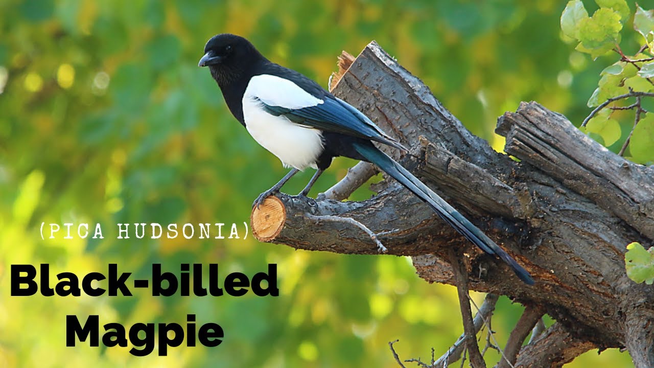 Facts Of Black-Billed Magpie