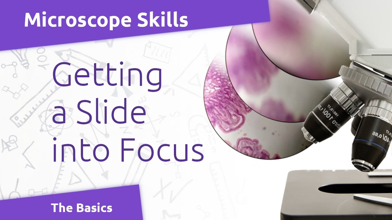 Microscope Basics Focusing A Slide YouTube Microscope Basics Focusing A Slide YouTube