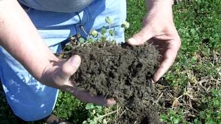 Crimson Clover is a wonderful cover crop